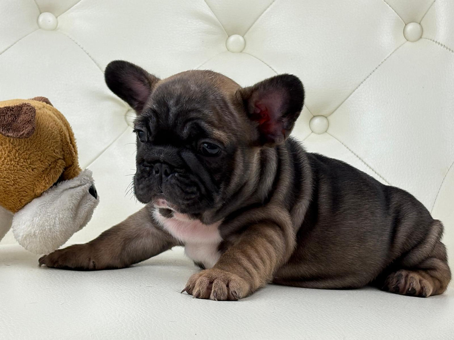 TeddyBear - AVAILABLE