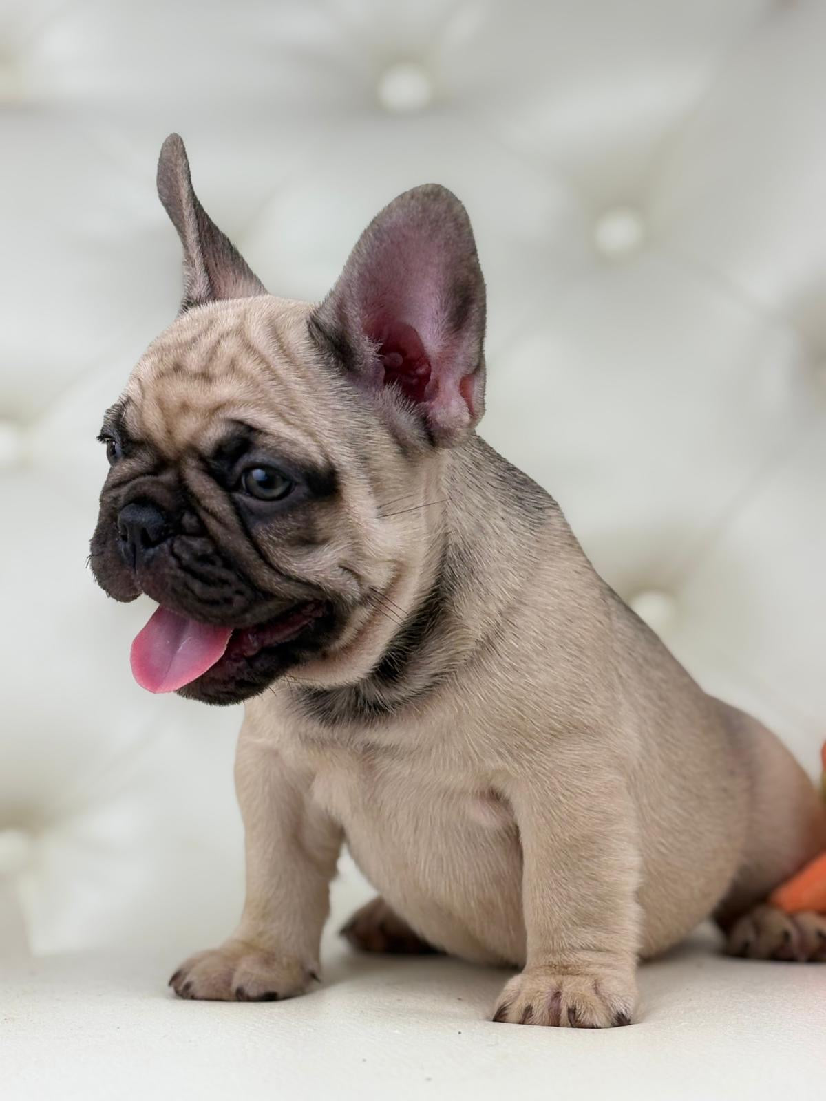 Bumblebee - AVAILABLE