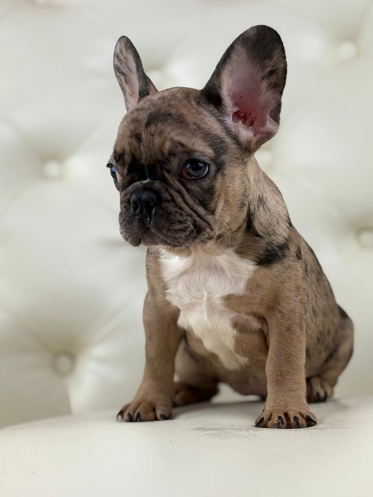 Minnie - AVAILABLE