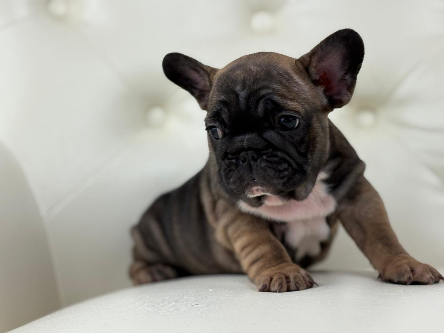 TeddyBear - AVAILABLE