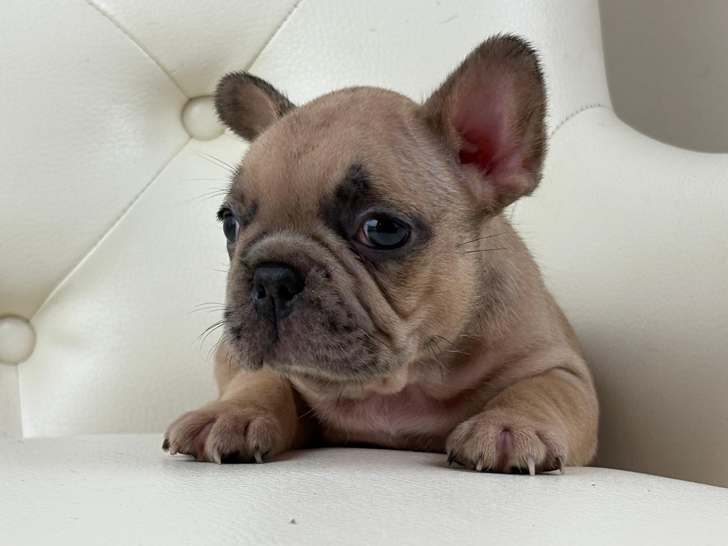 Pearl-AVAILABLE