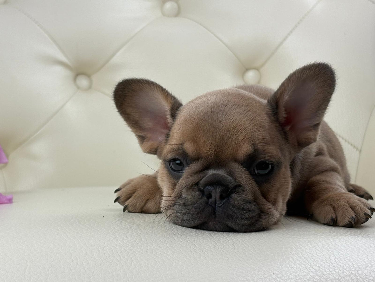 Mila - AVAILABLE