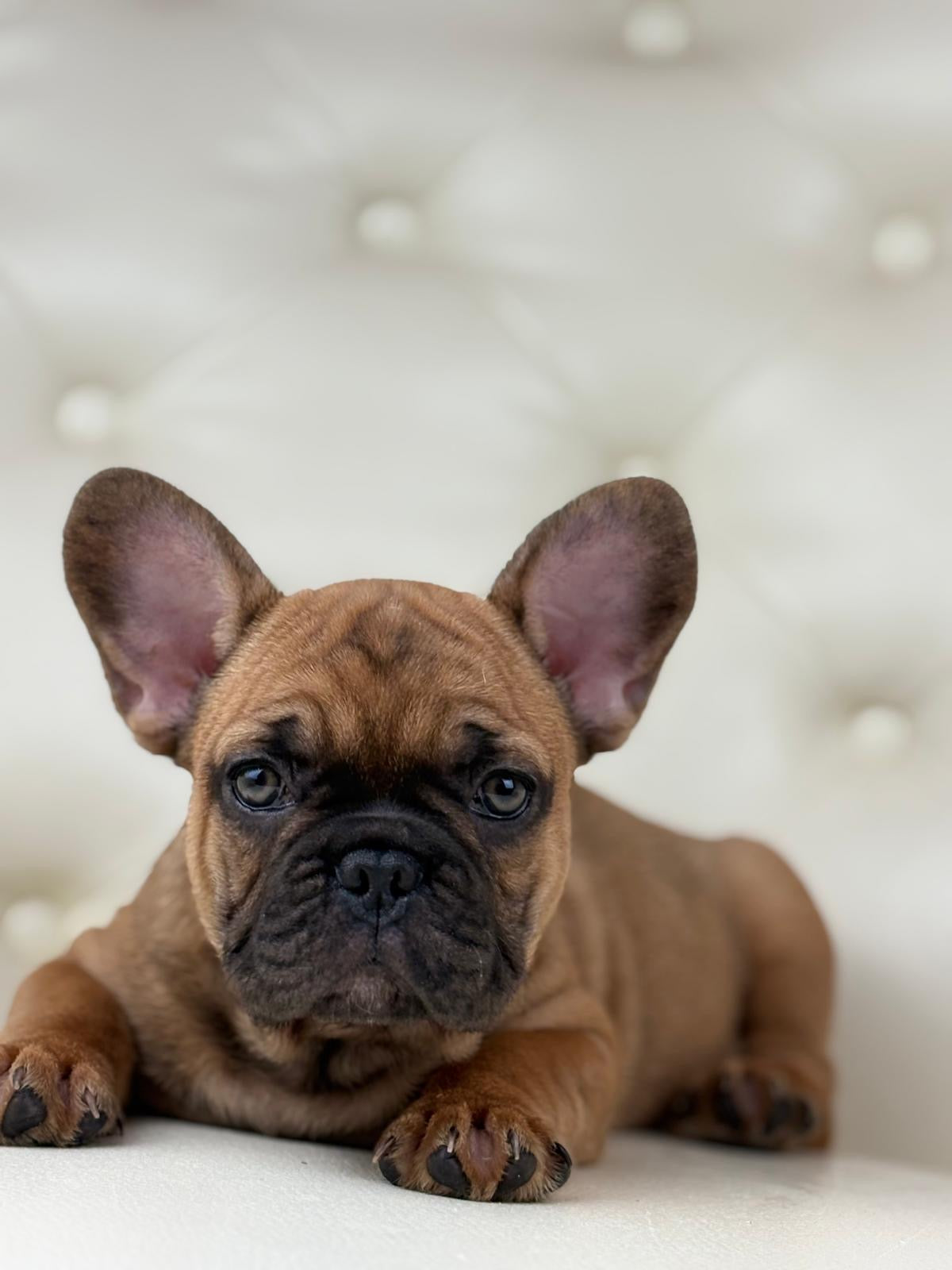 Dante - AVAILABLE