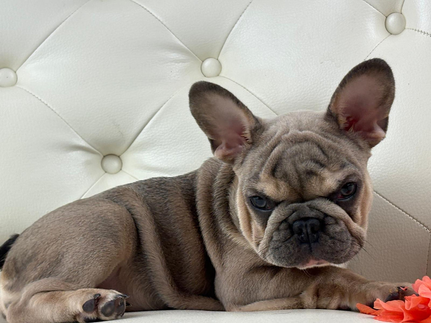 Lila-cutie - AVAILABLE