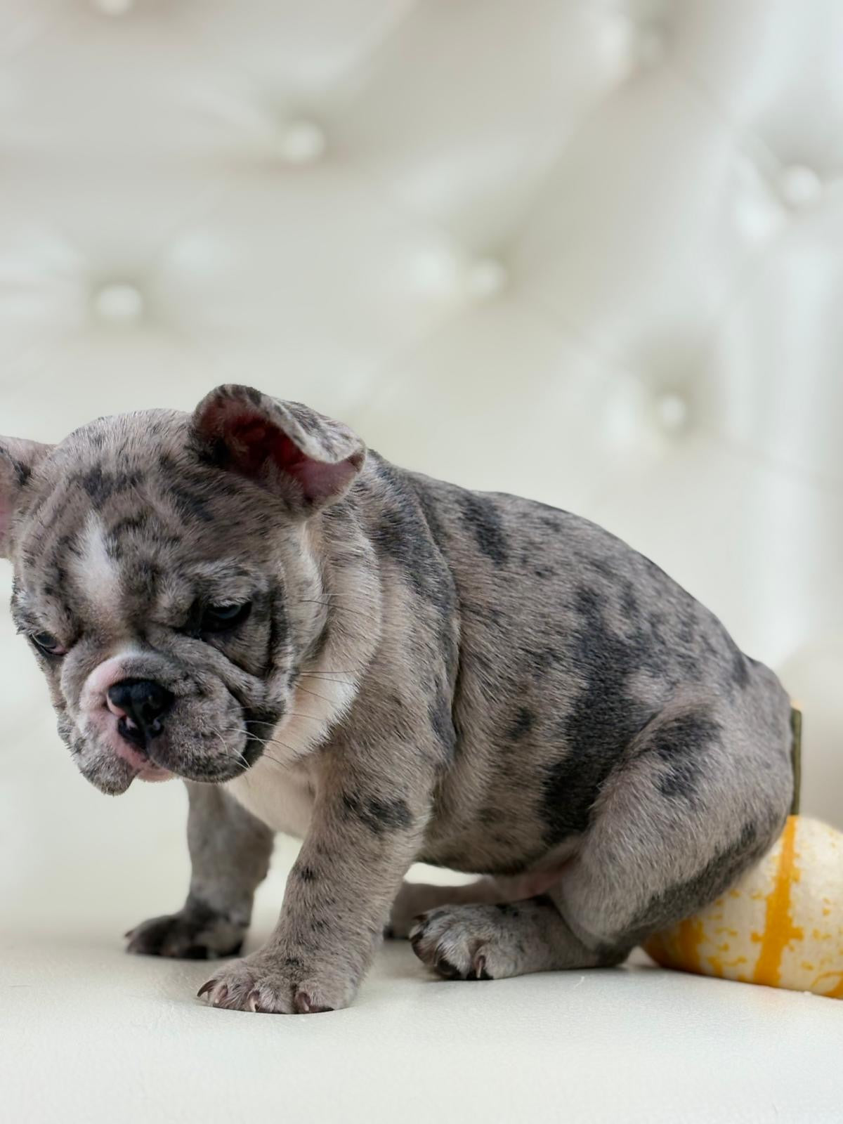 Valentino - AVAILABLE
