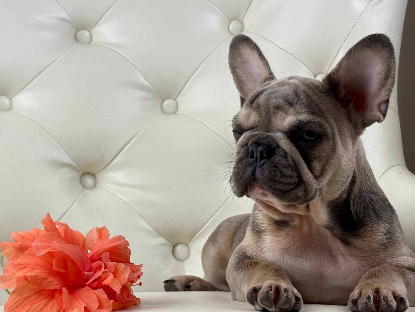 Lila-cutie - AVAILABLE