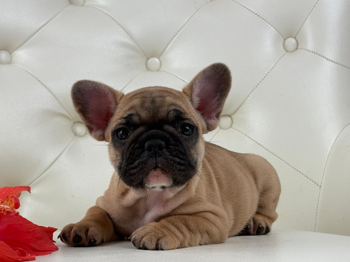 Maya- AVAILABLE