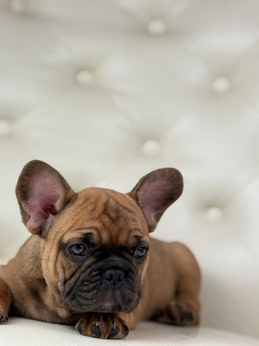 Dante - AVAILABLE