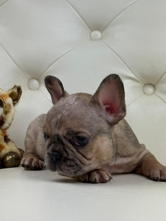 Monroe - AVAILABLE
