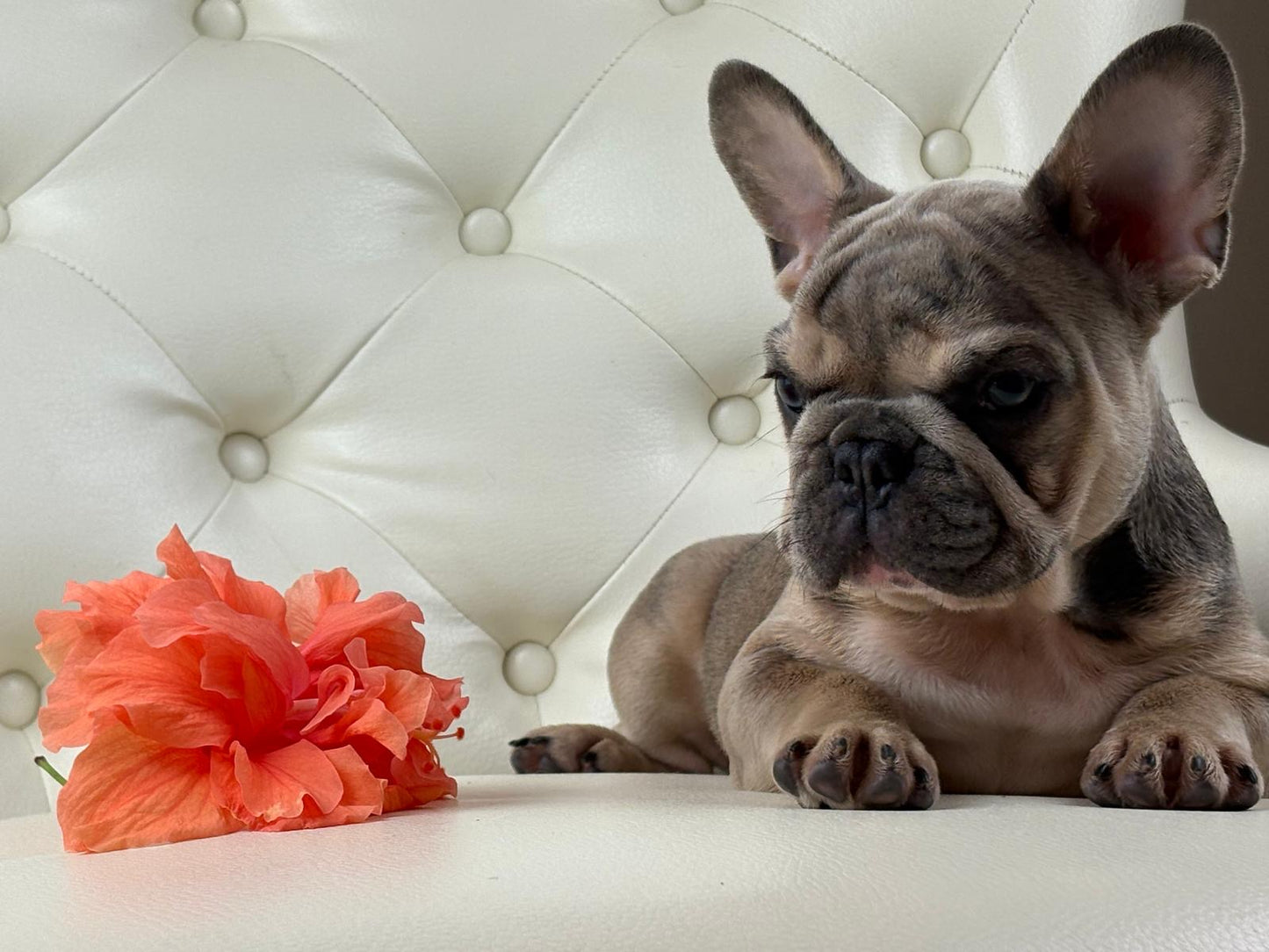 Lila-cutie - AVAILABLE