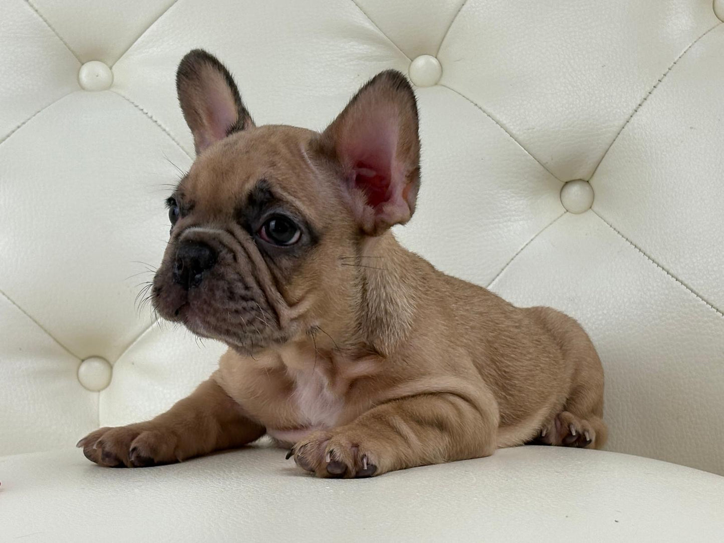 Lady B - AVAILABLE