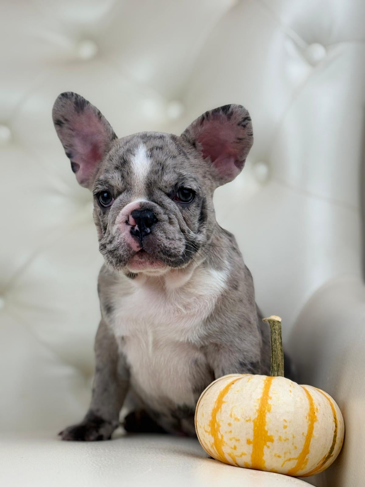 Valentino - AVAILABLE