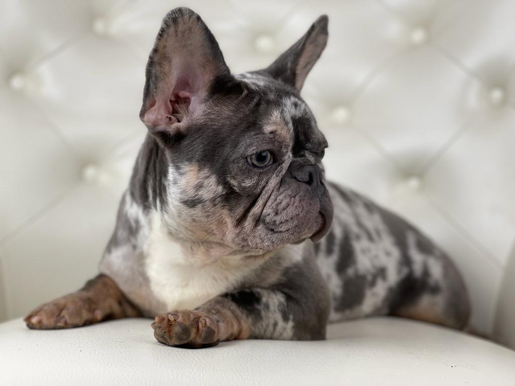 Marble Merle french bulldog for sale. Frenchie for sale New England Frenchie for sale in MA Frenchie for sale Boston French bulldog puppy for sale New England French bulldog puppy for sale