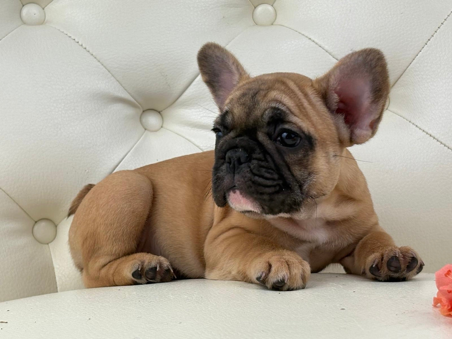 Maya- AVAILABLE