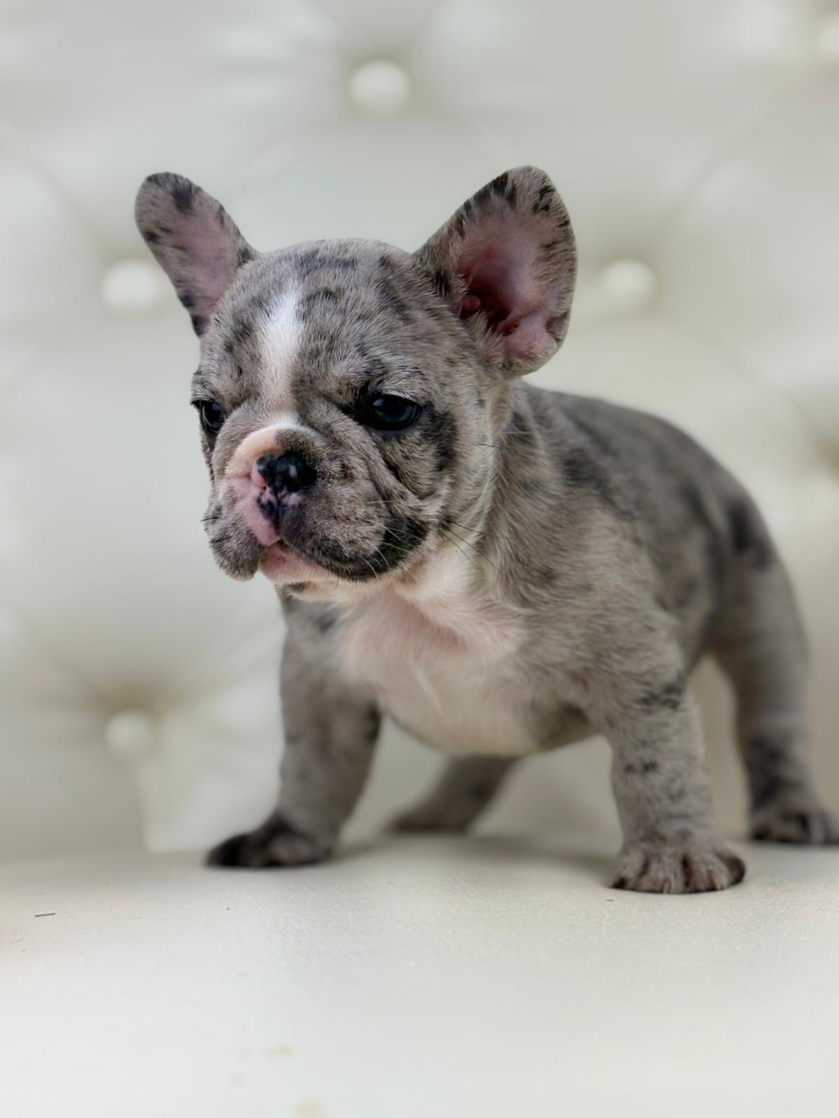 Valentino - AVAILABLE