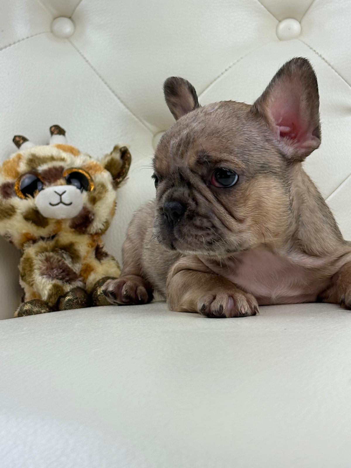 Monroe - AVAILABLE