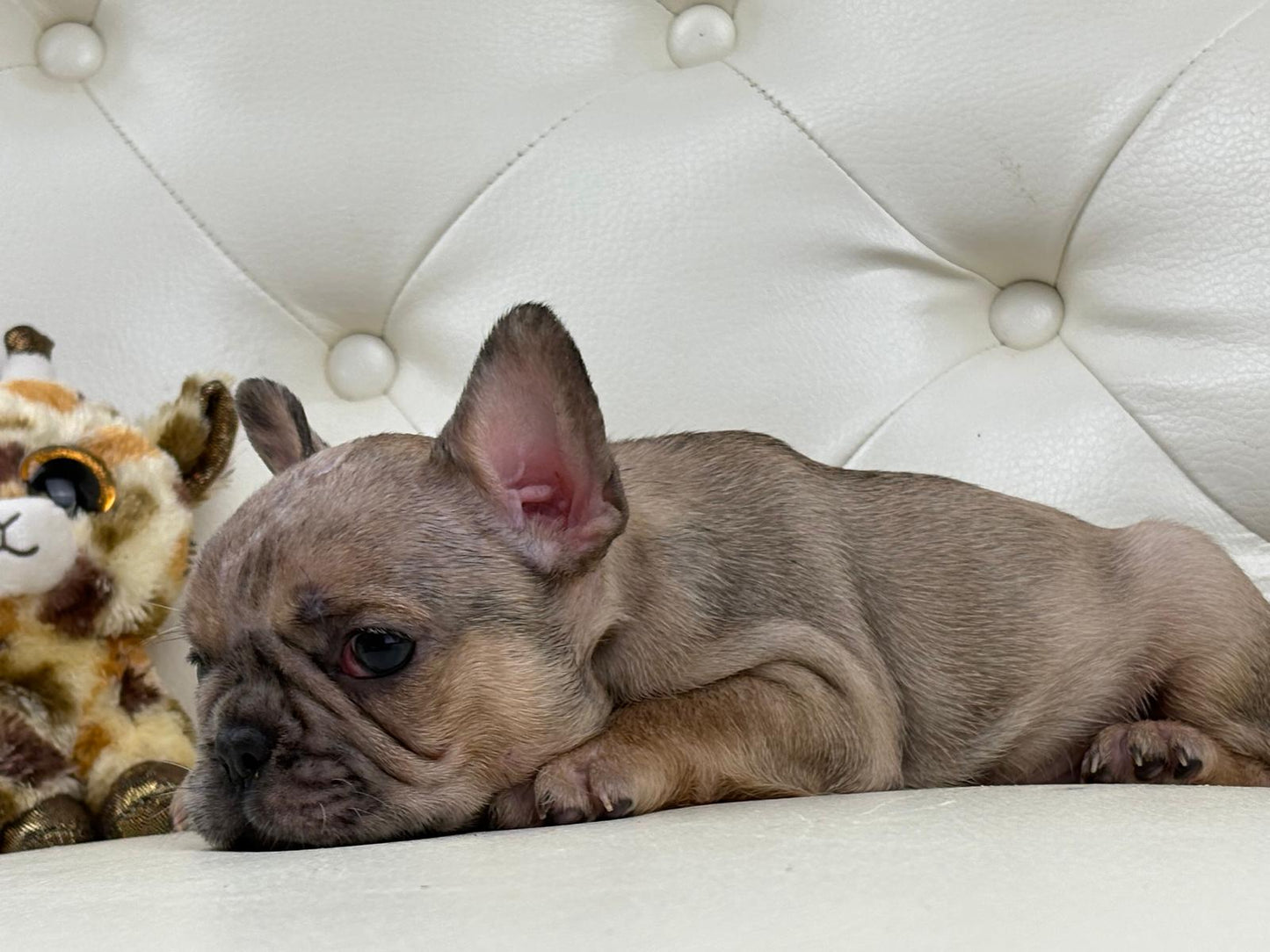 Monroe - AVAILABLE