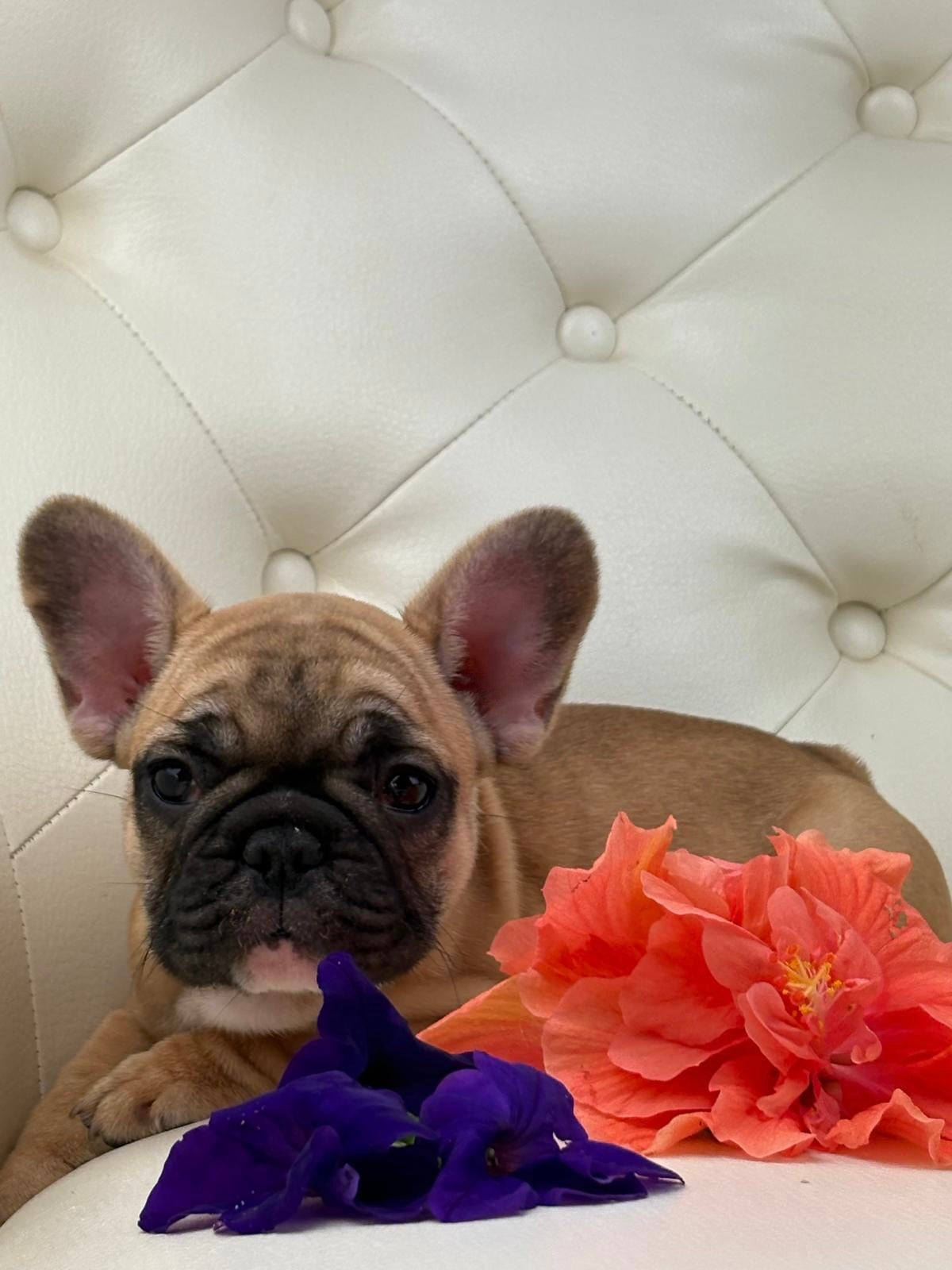 Maya- AVAILABLE