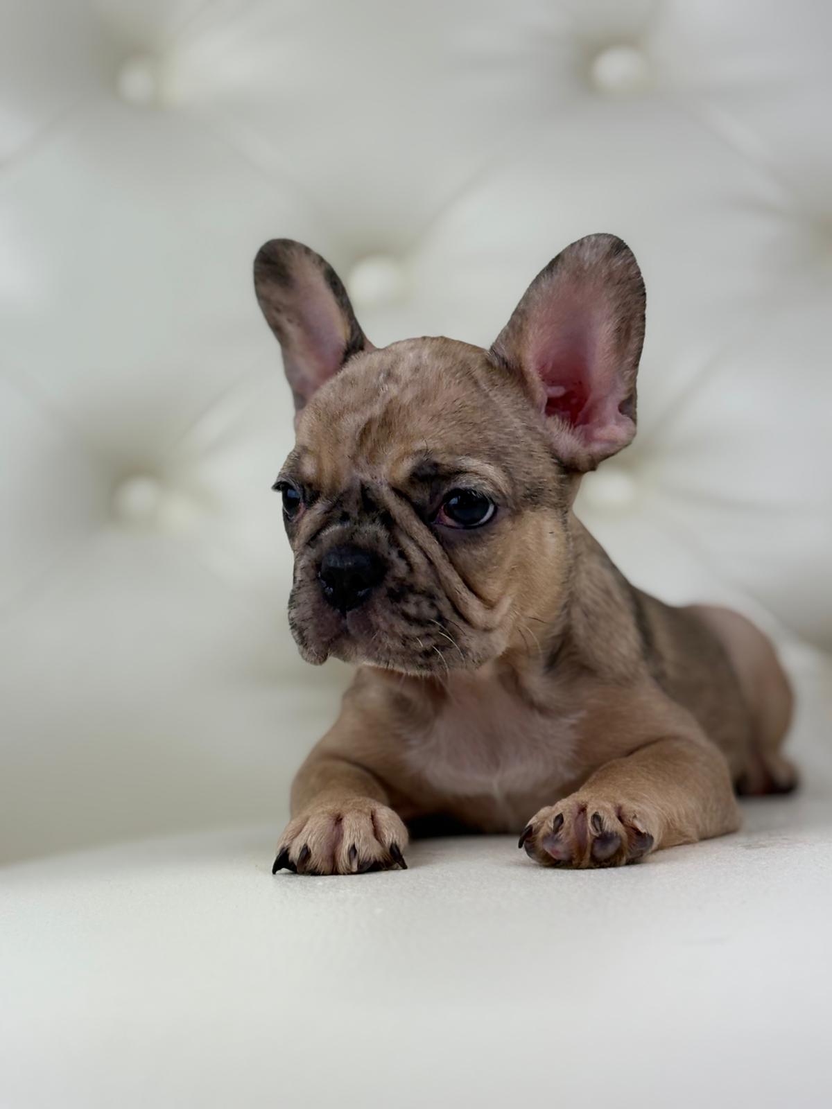 Monroe - AVAILABLE