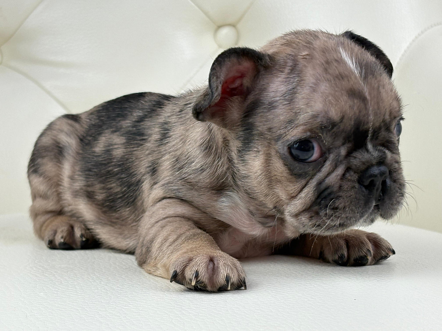 Minnie - AVAILABLE