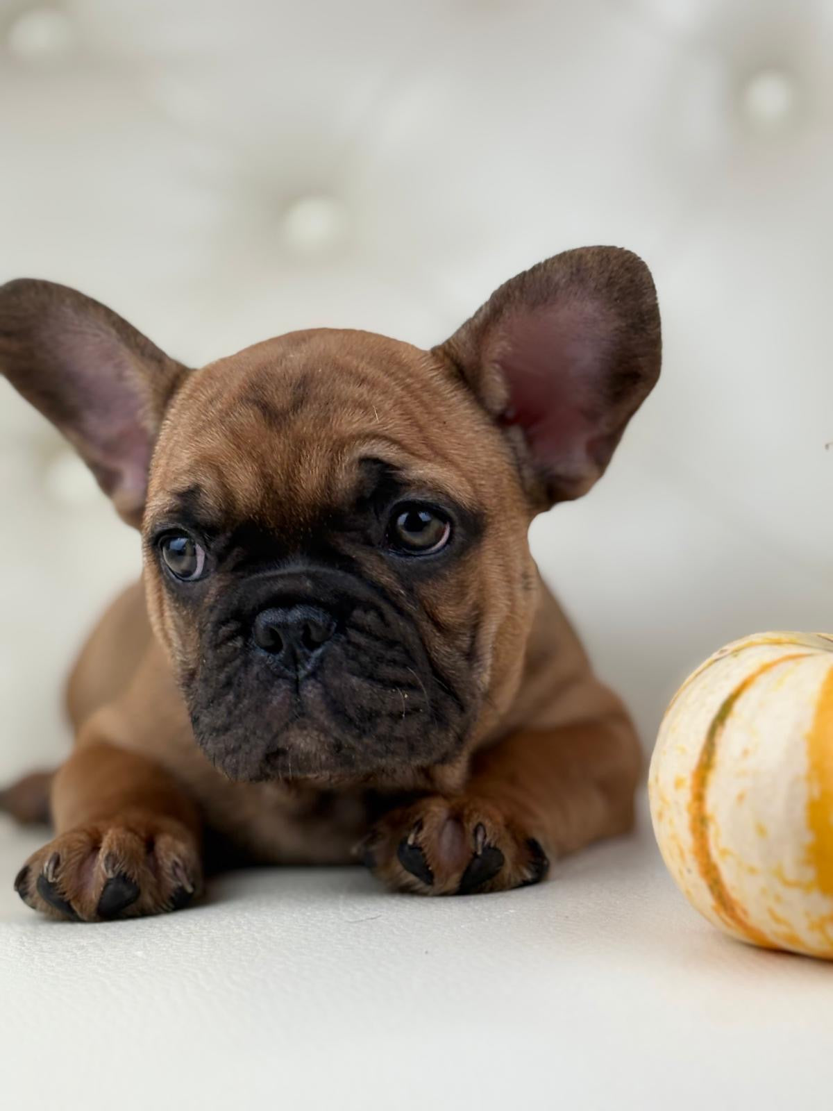 Dante - AVAILABLE