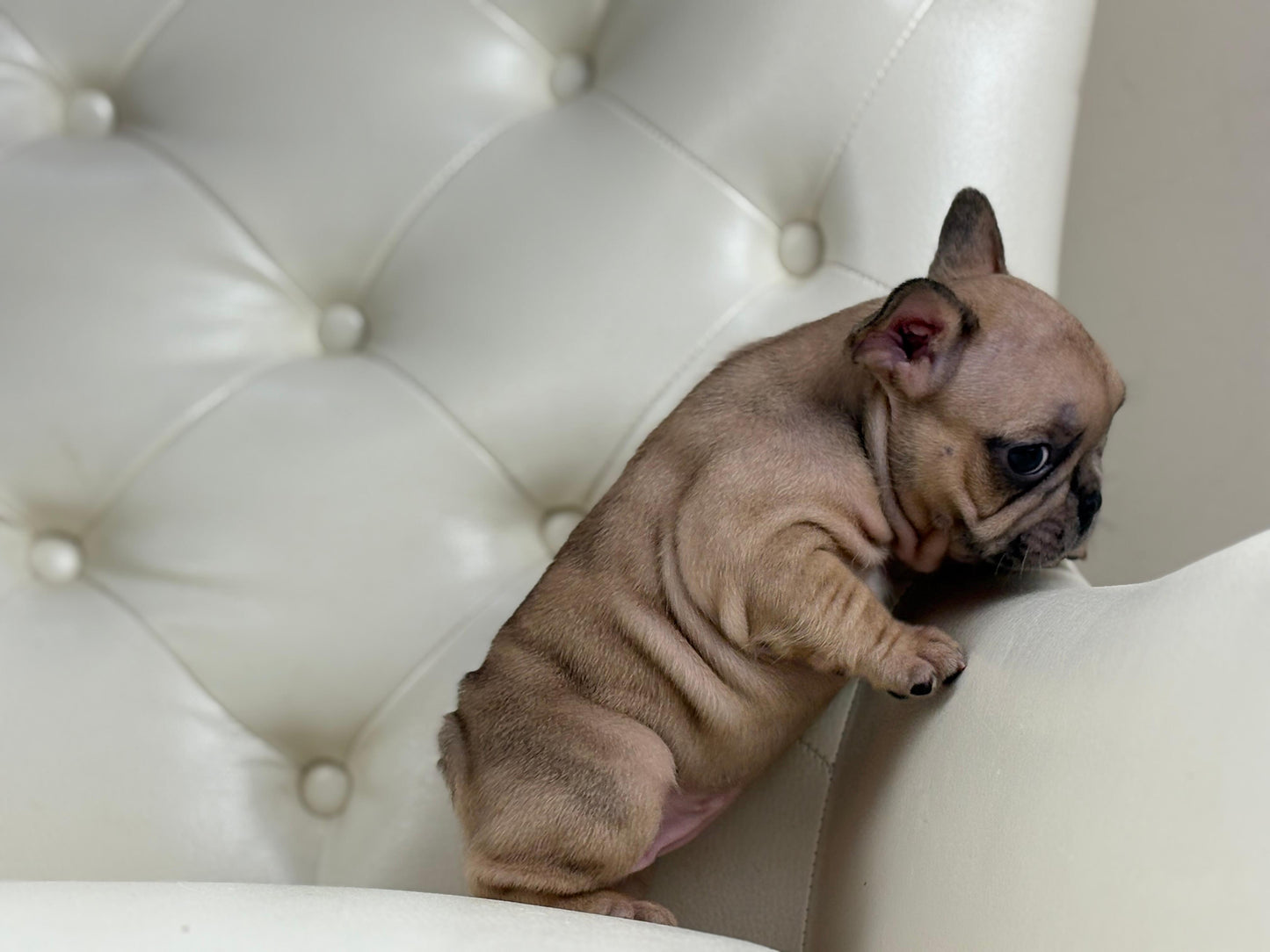 Pearl-AVAILABLE