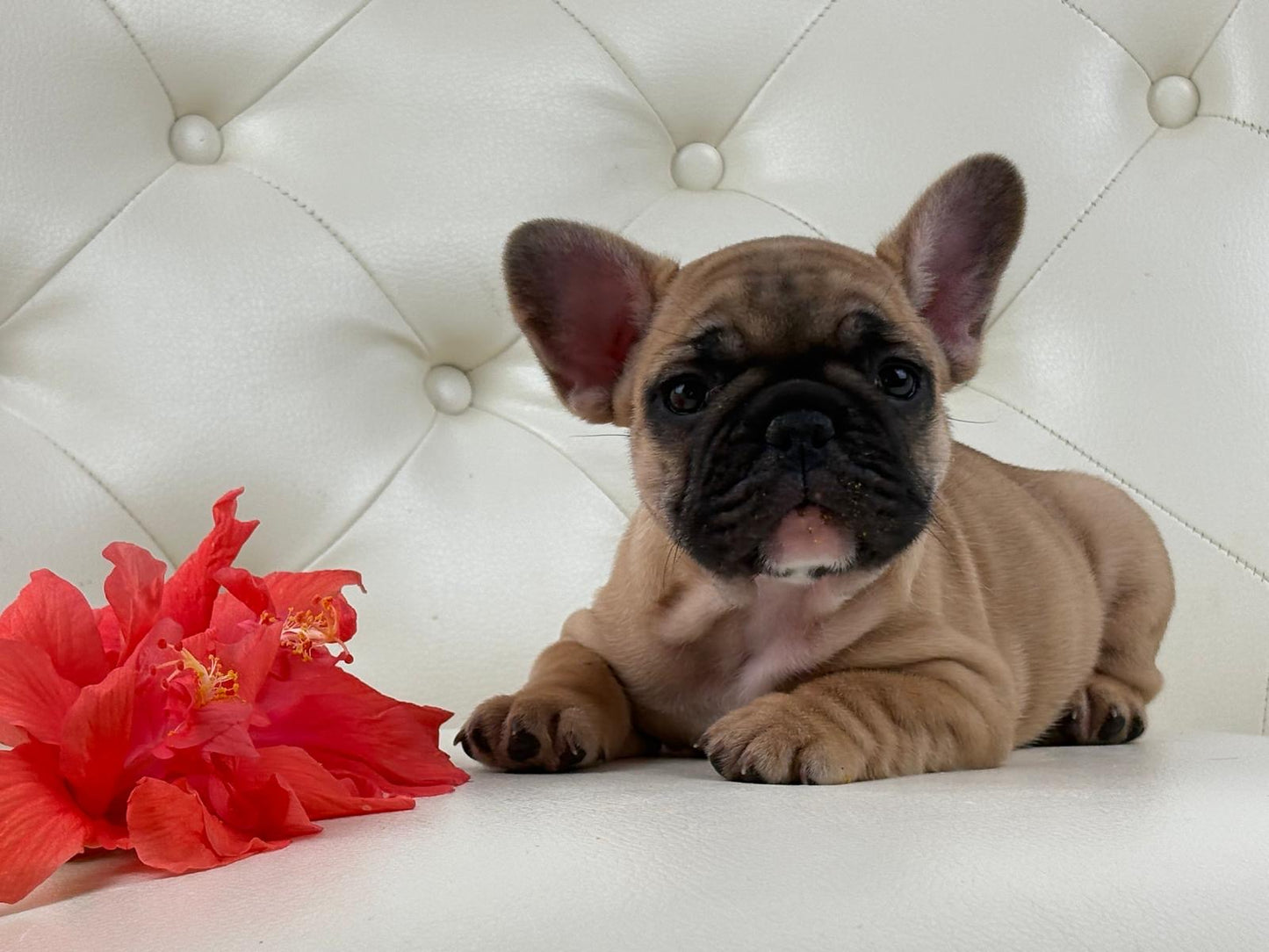 Maya- AVAILABLE