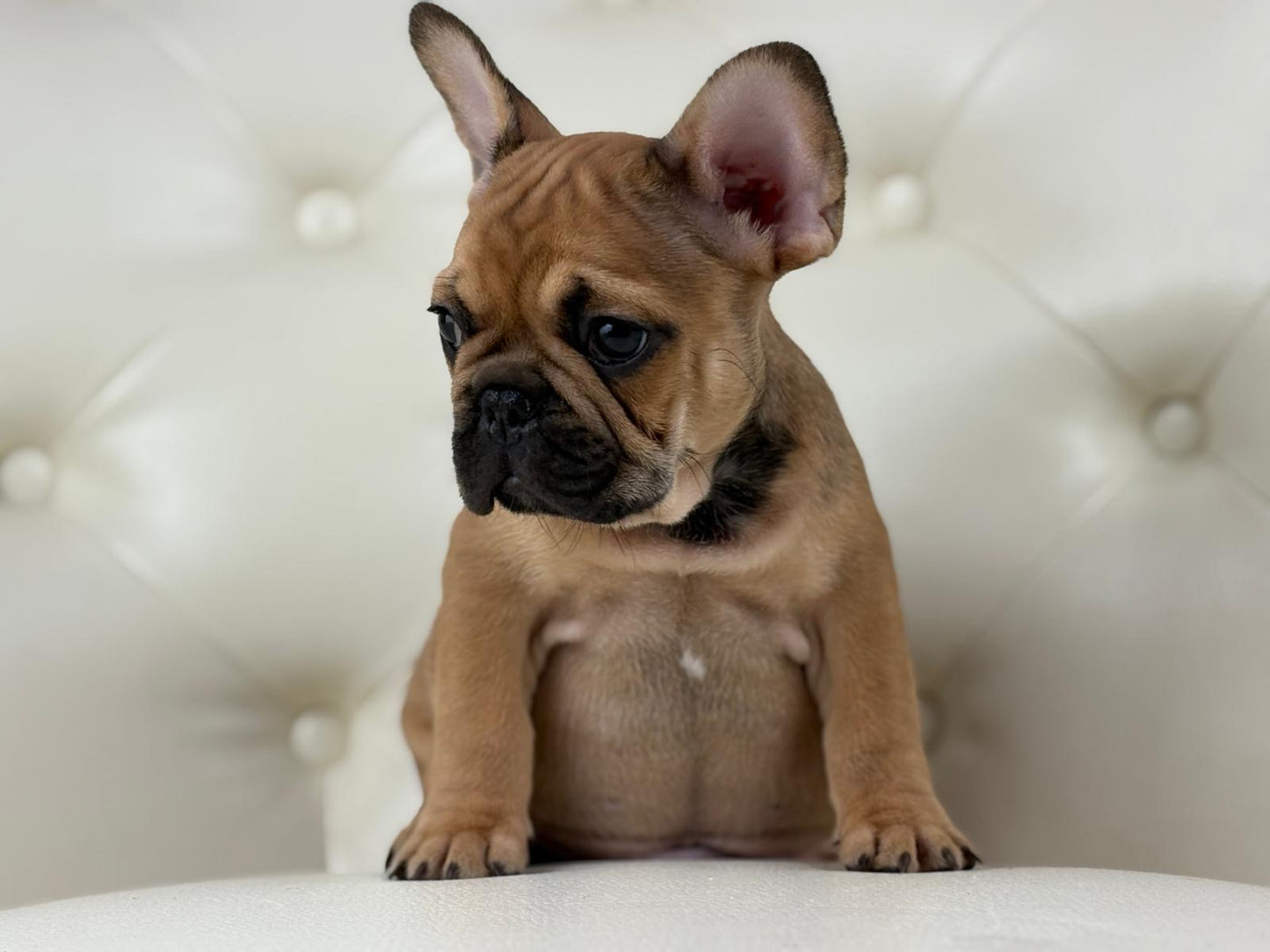 Milan - AVAILABLE