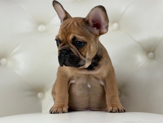 Milan - AVAILABLE