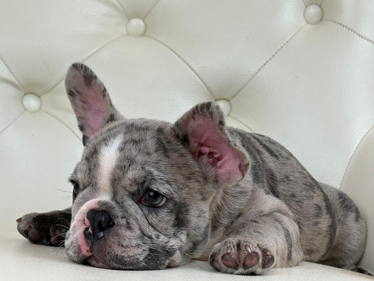 Valentino - AVAILABLE