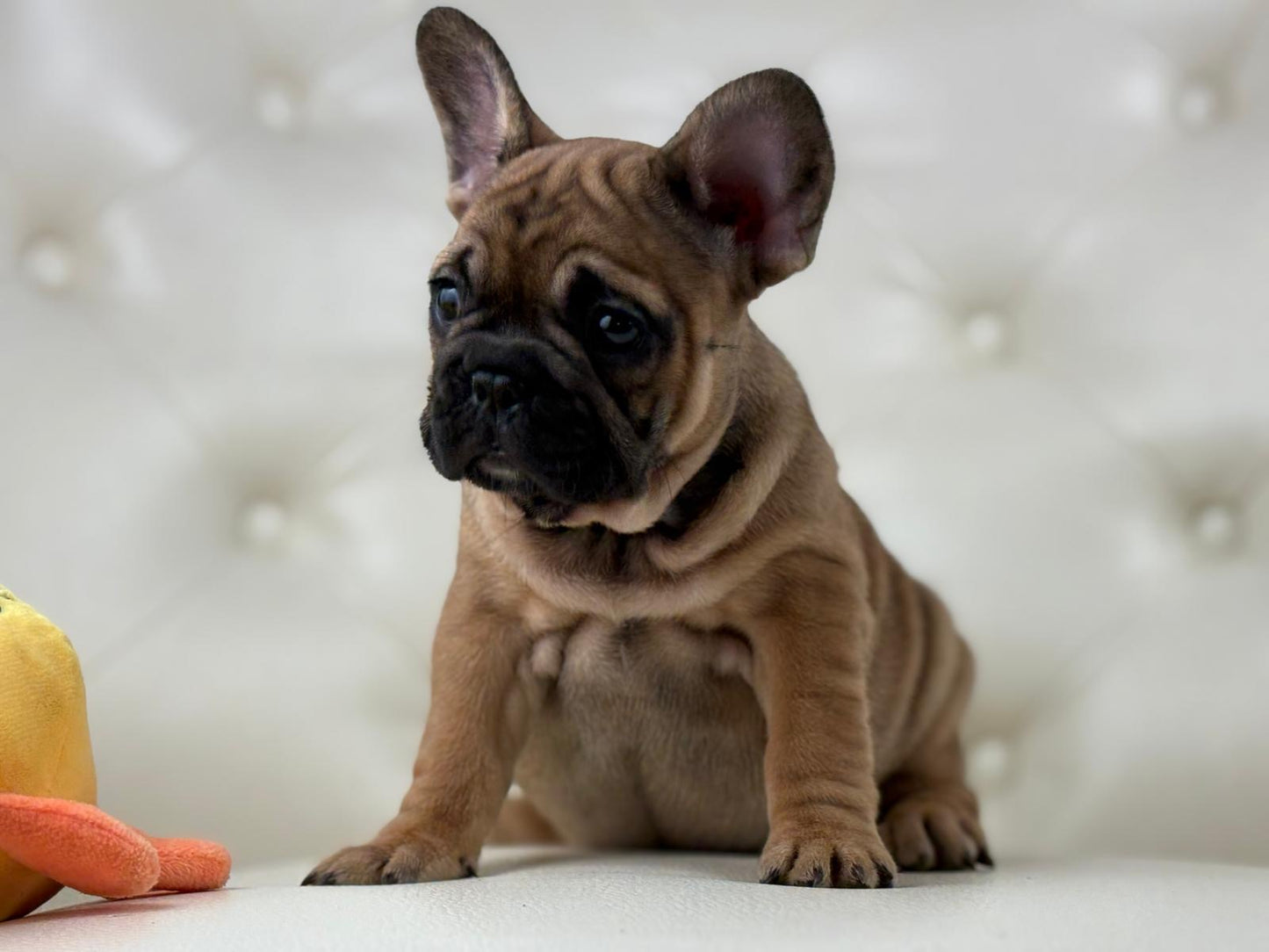 Peach - AVAILABLE