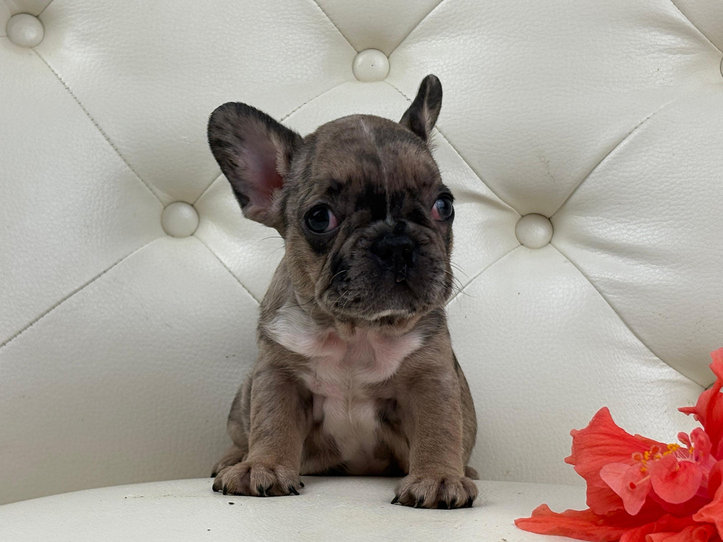 Minnie - AVAILABLE