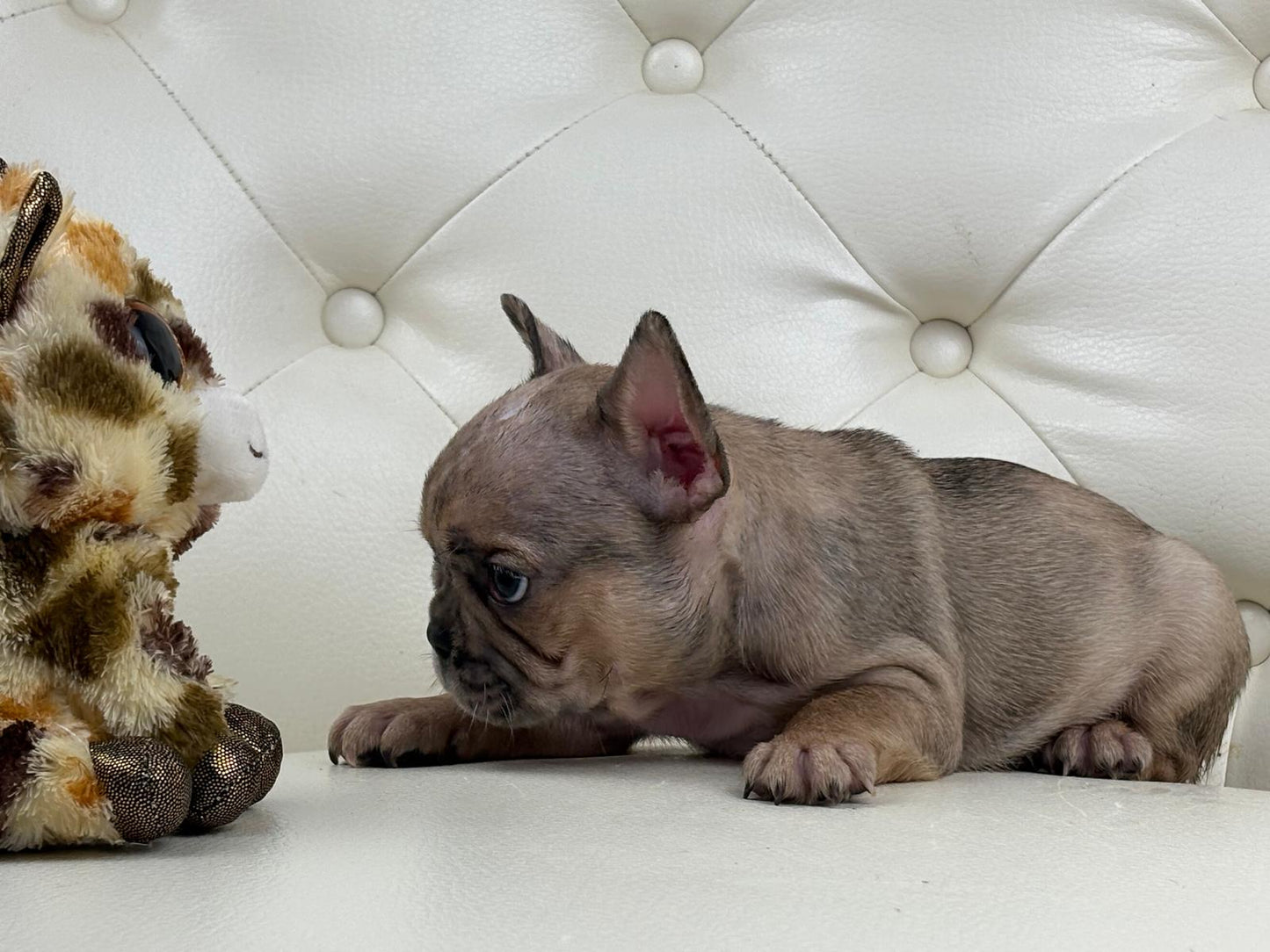 Monroe - AVAILABLE