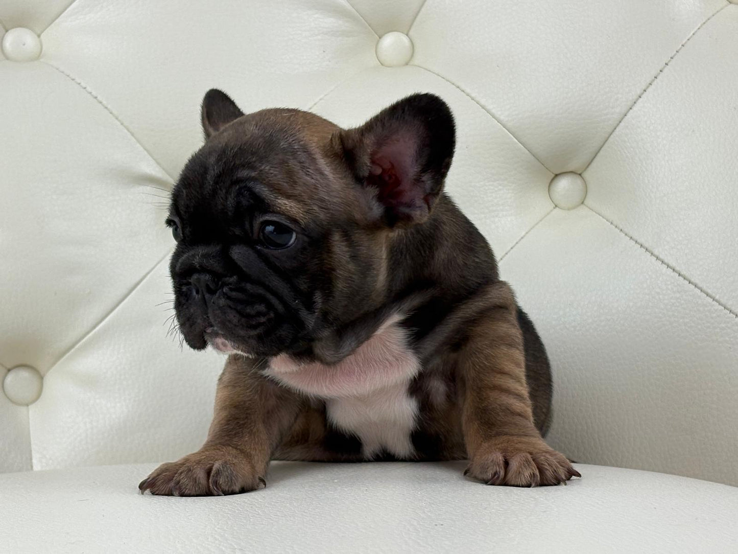 TeddyBear - AVAILABLE