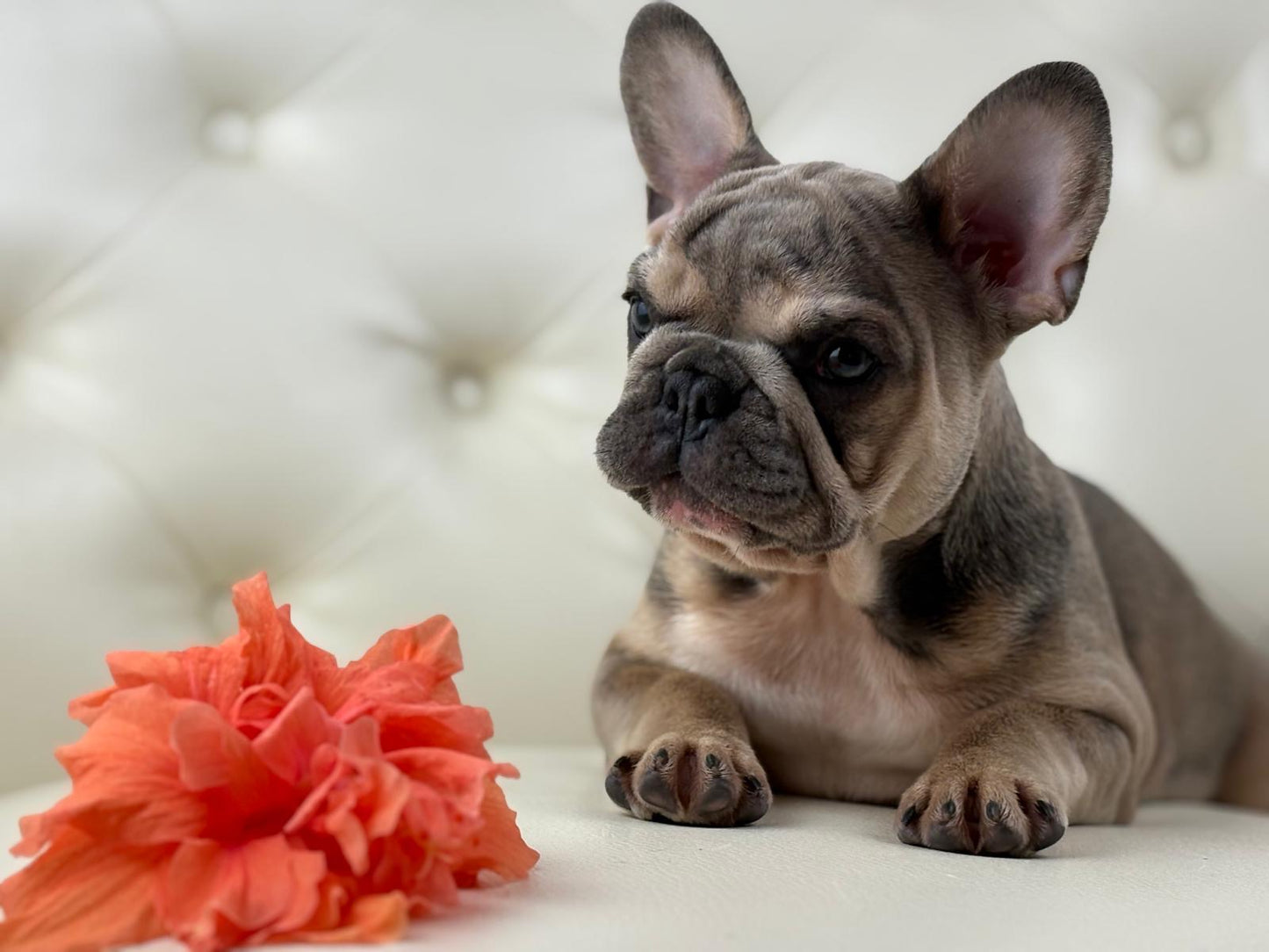 Lila-cutie - AVAILABLE