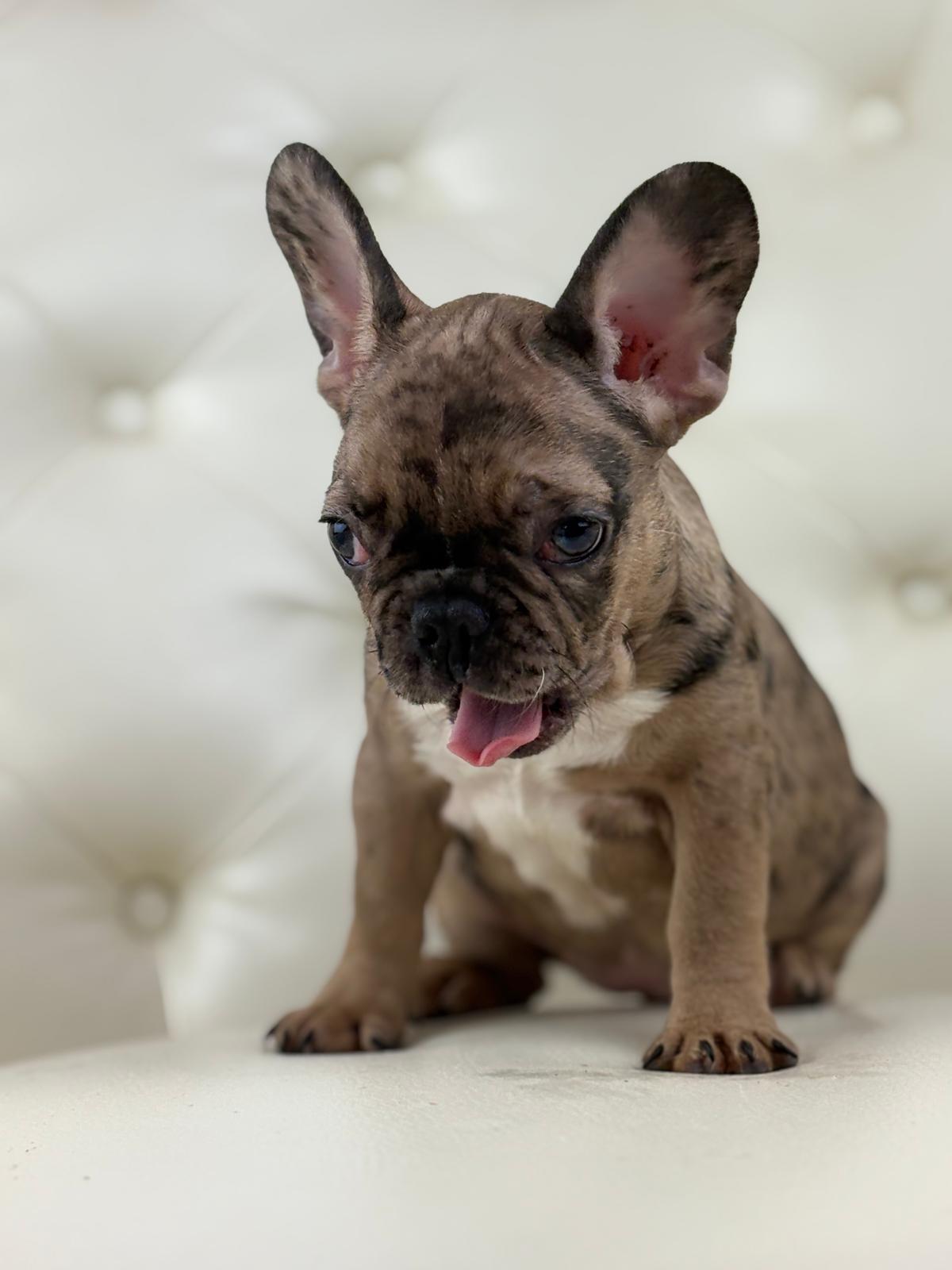 Minnie - AVAILABLE