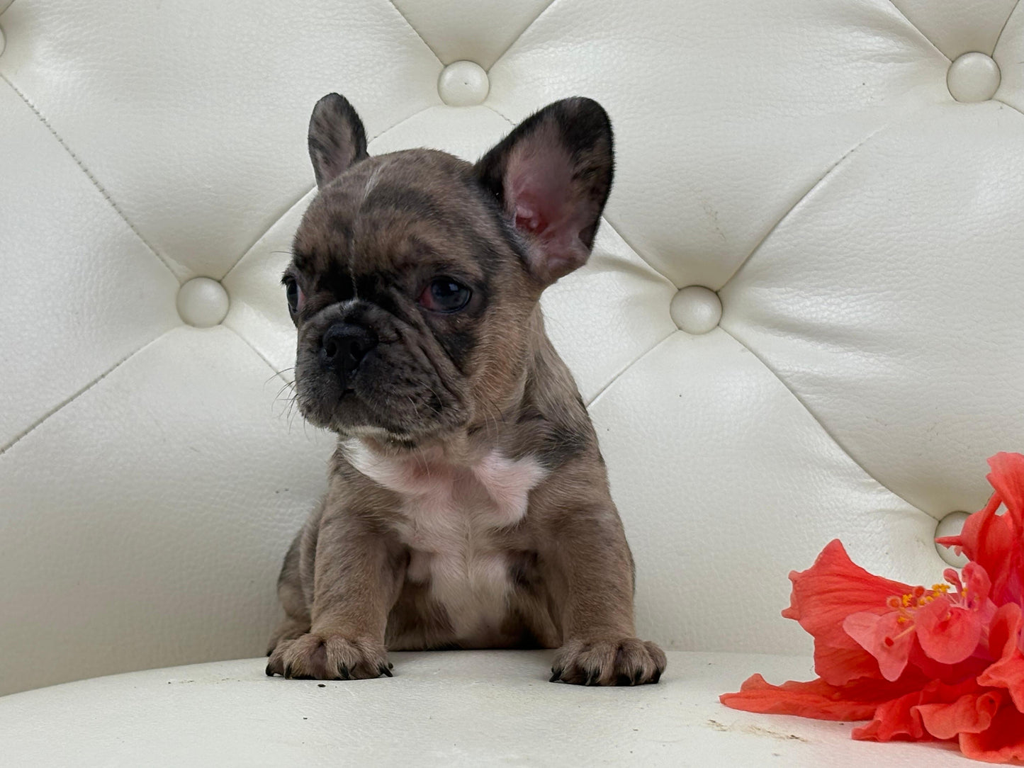 Minnie - AVAILABLE