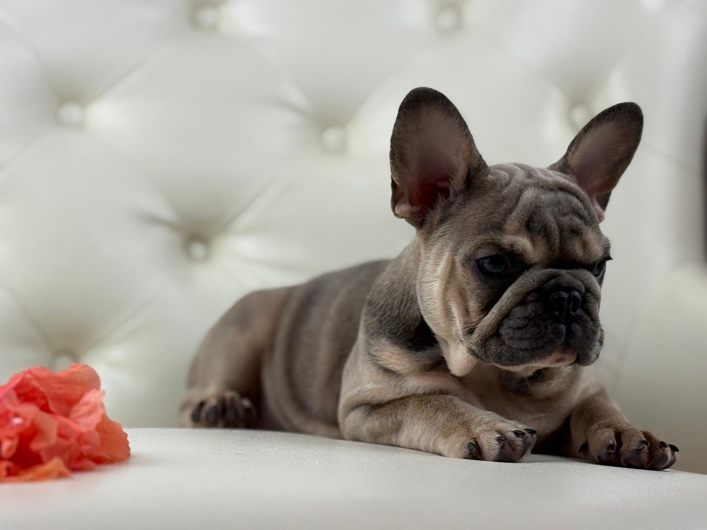 Lila-cutie - AVAILABLE