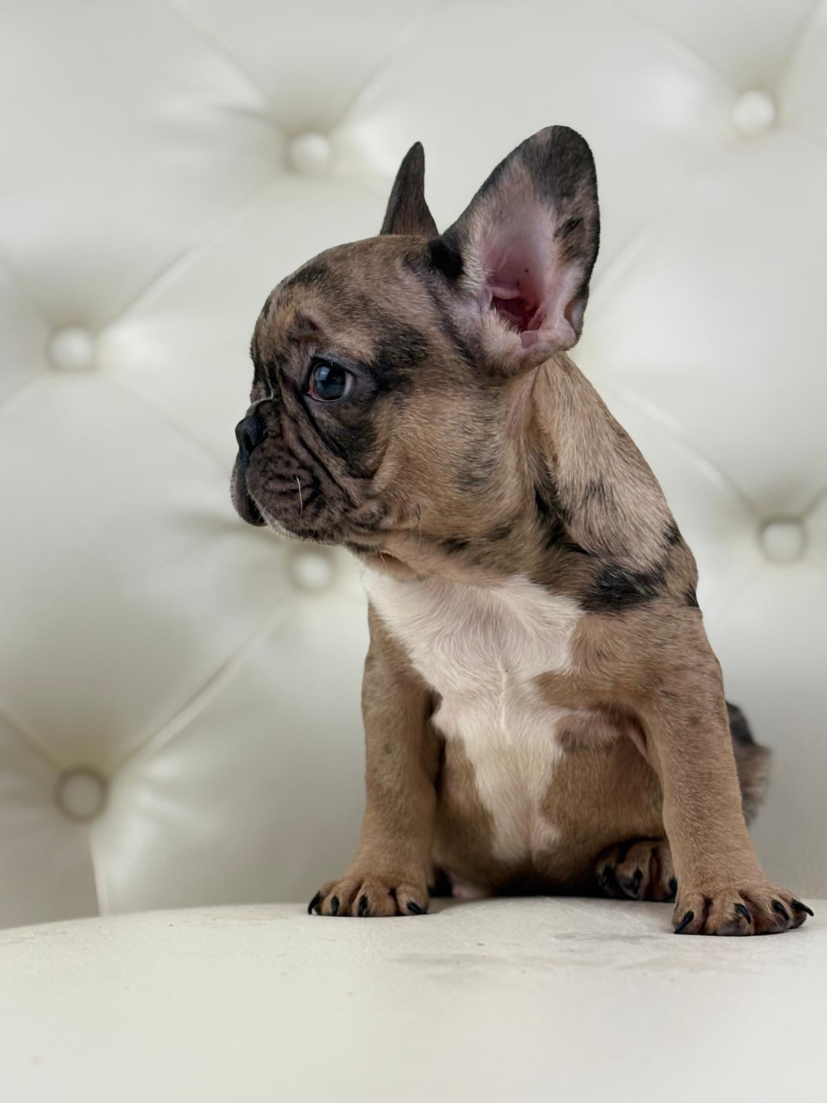 Minnie - AVAILABLE