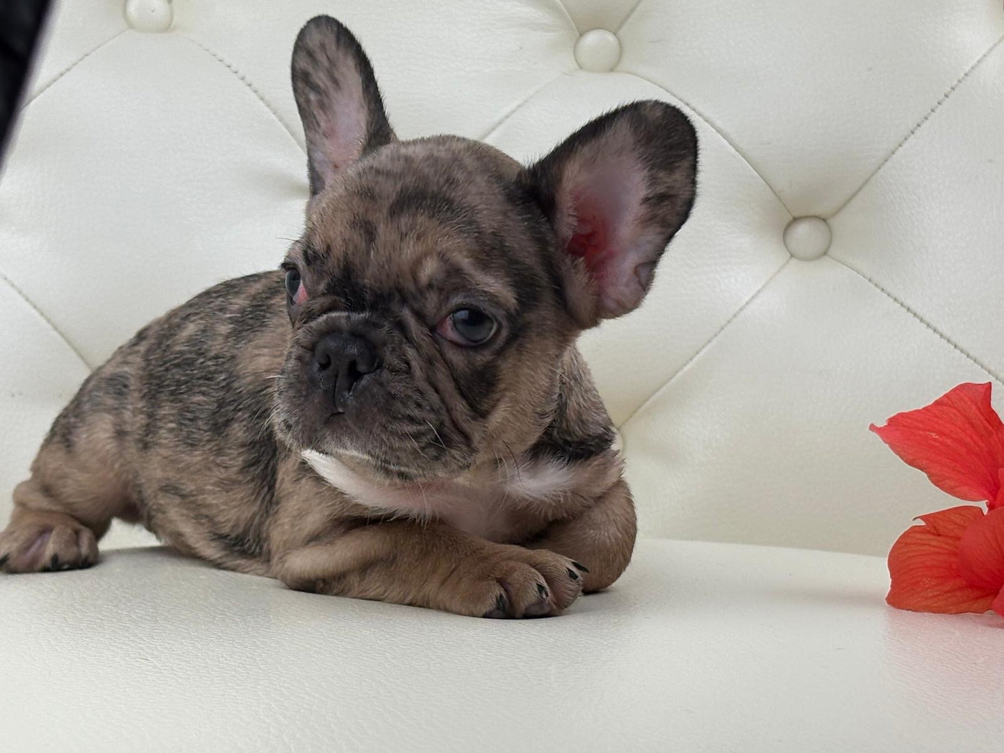 Minnie - AVAILABLE