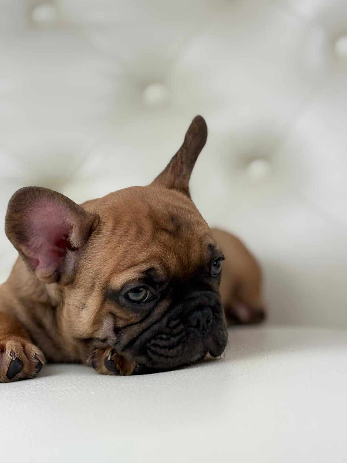 Dante - AVAILABLE
