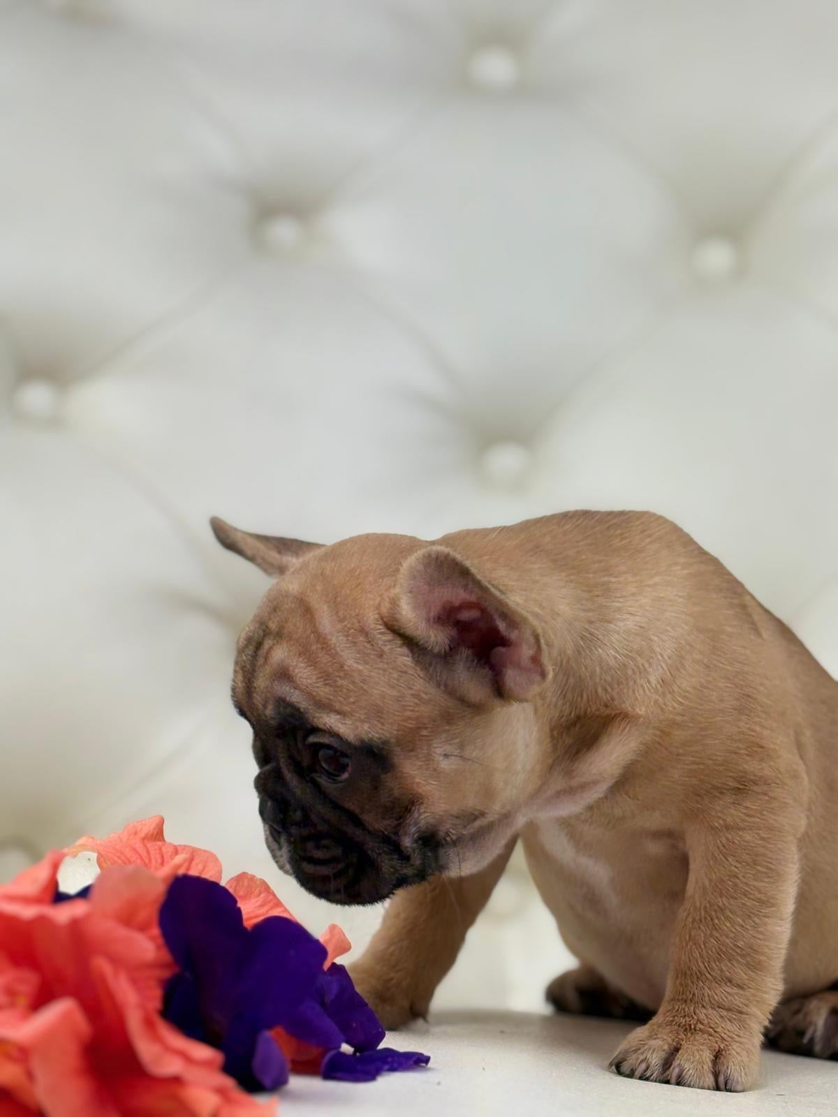 Maya- AVAILABLE