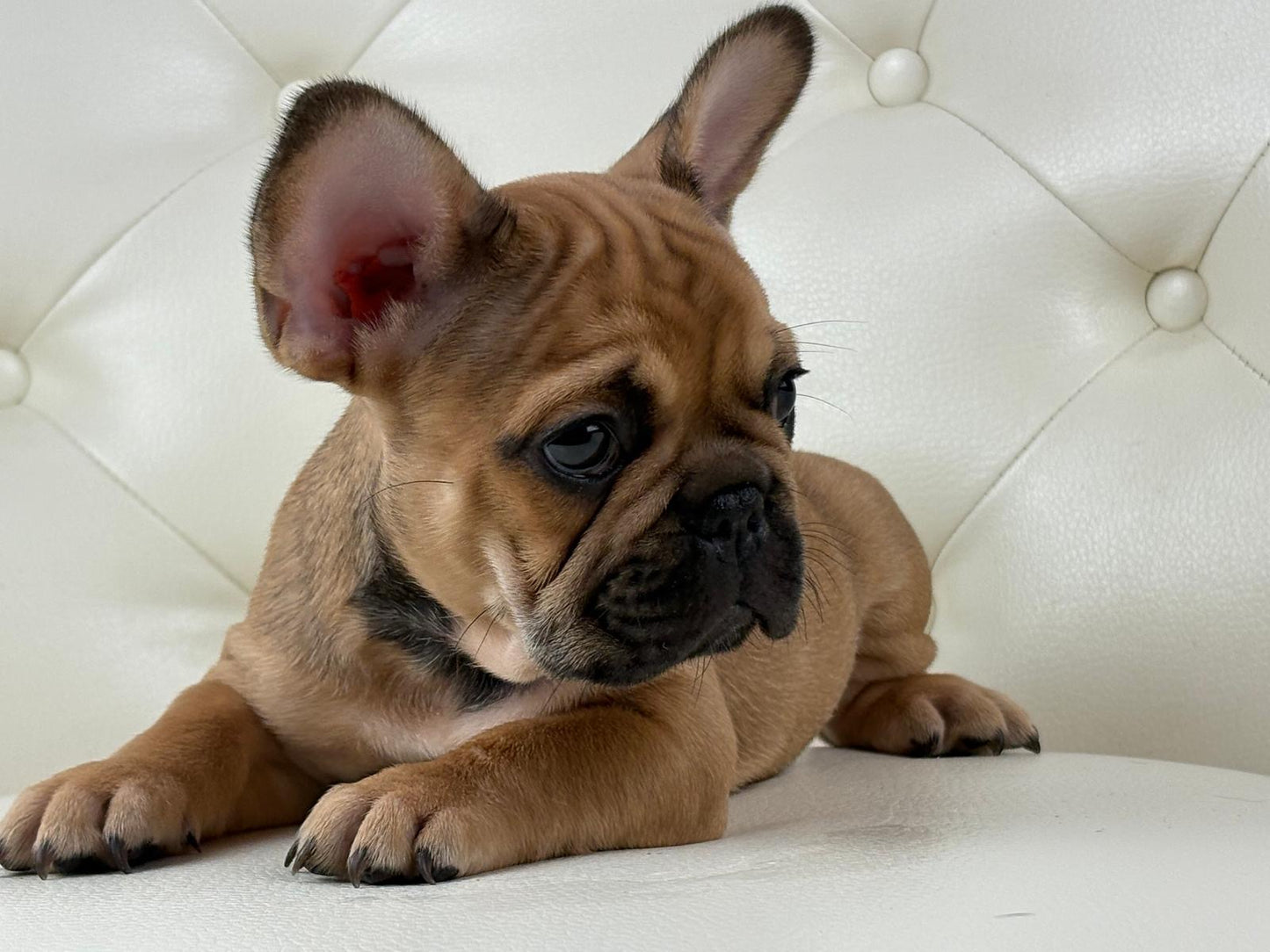 Milan - AVAILABLE