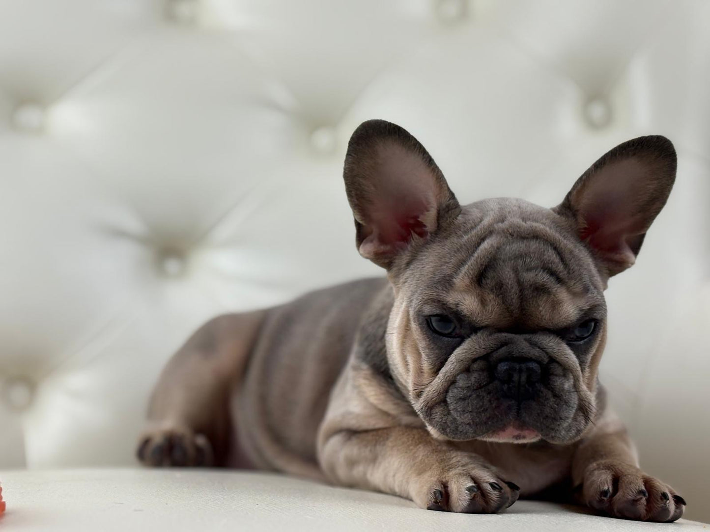 Lila-cutie - AVAILABLE