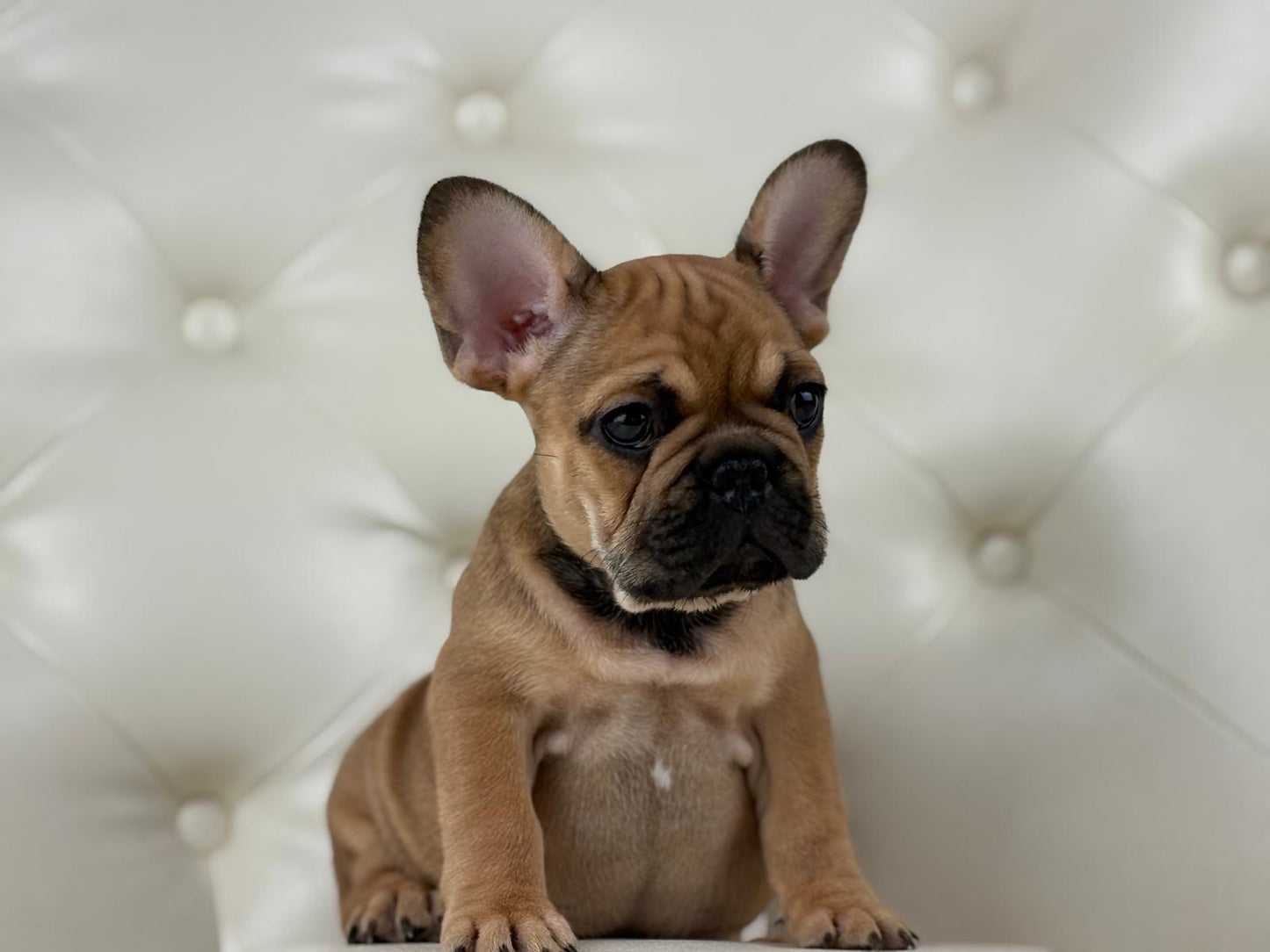 Milan - AVAILABLE