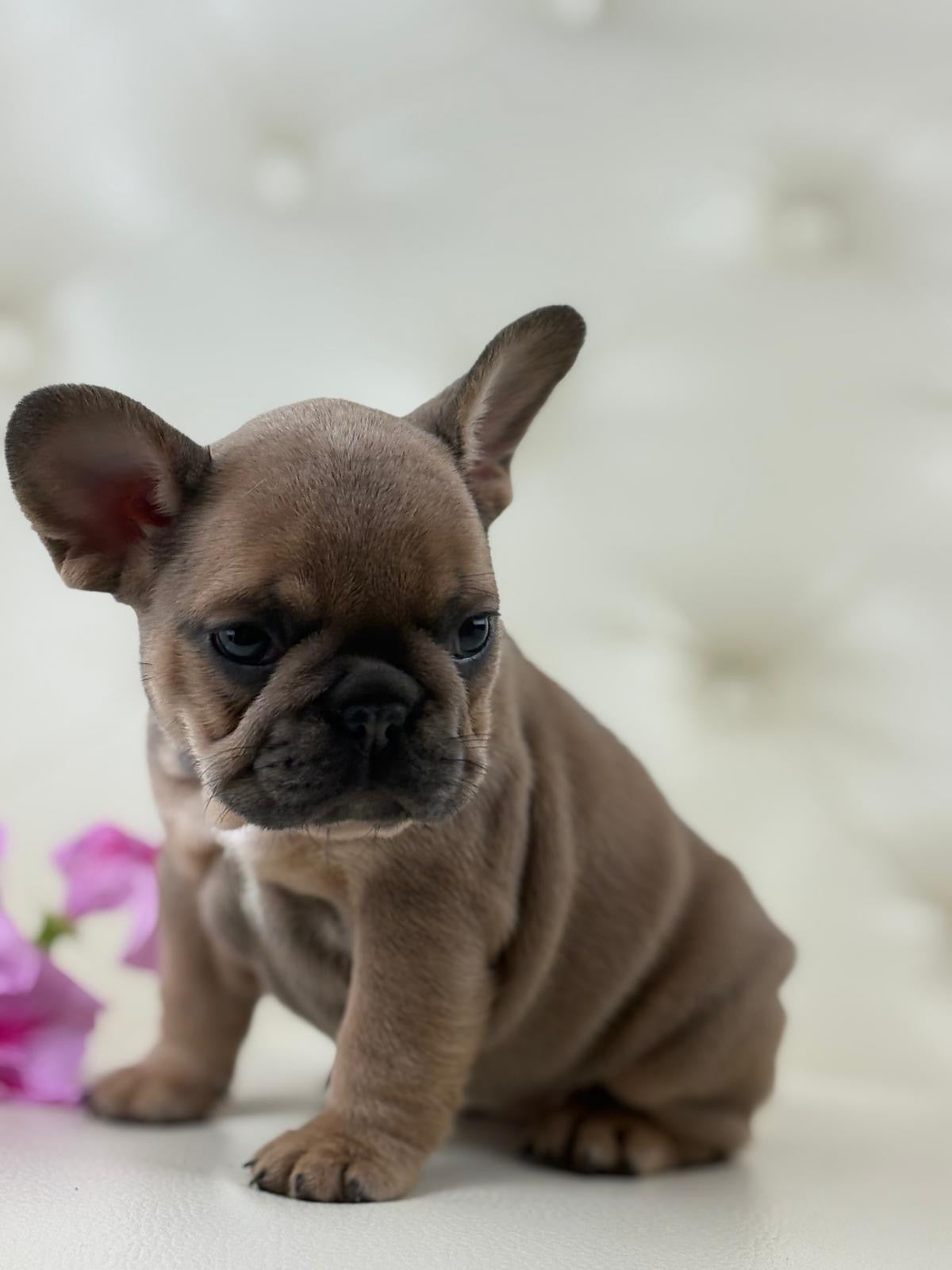 Mila - AVAILABLE