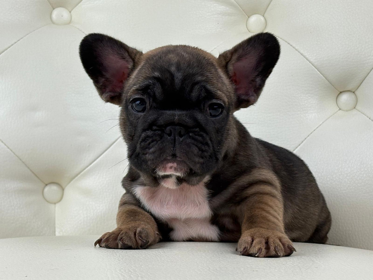 TeddyBear - AVAILABLE