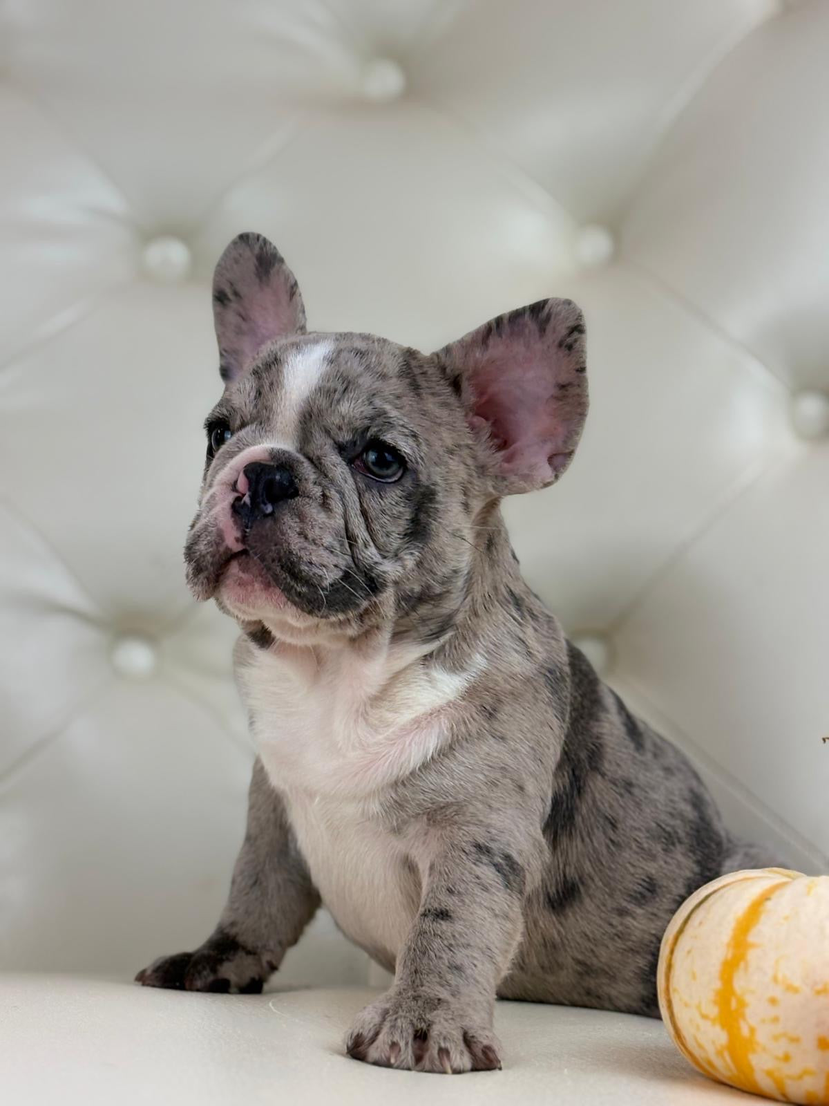 Valentino - AVAILABLE