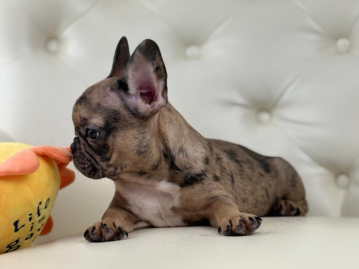 Minnie - AVAILABLE