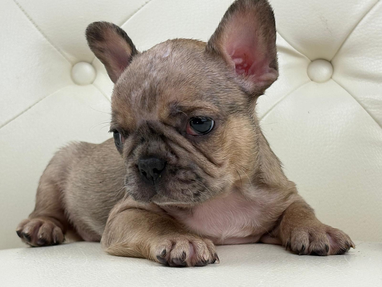 Monroe - AVAILABLE